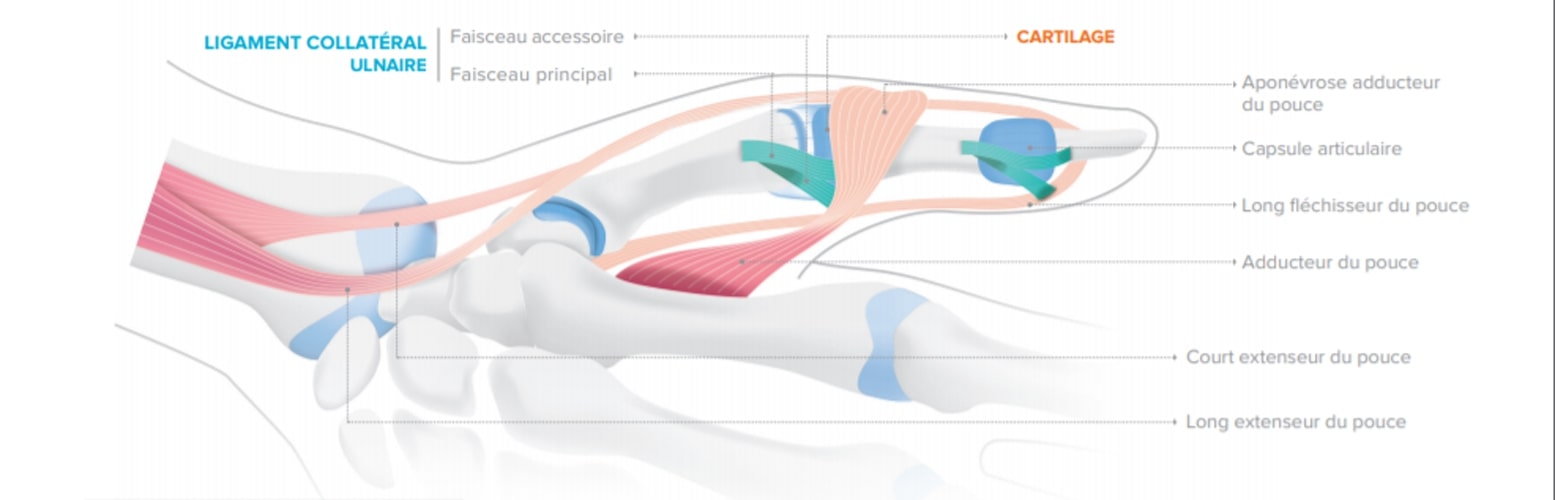 Détails des articulations de la main